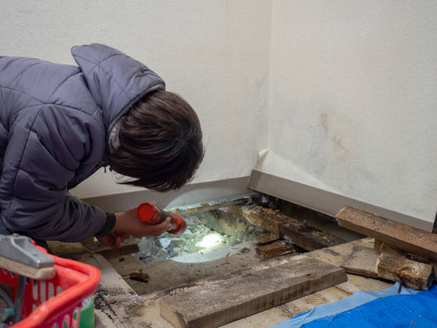  Washington Heights, NY Mold Removal Pros