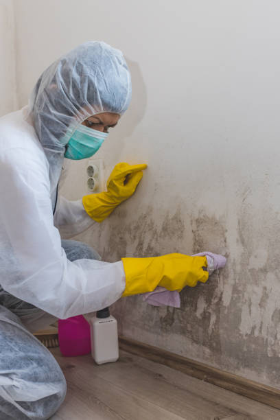 Best Emergency Mold Remediation  in Washington Heights, NY