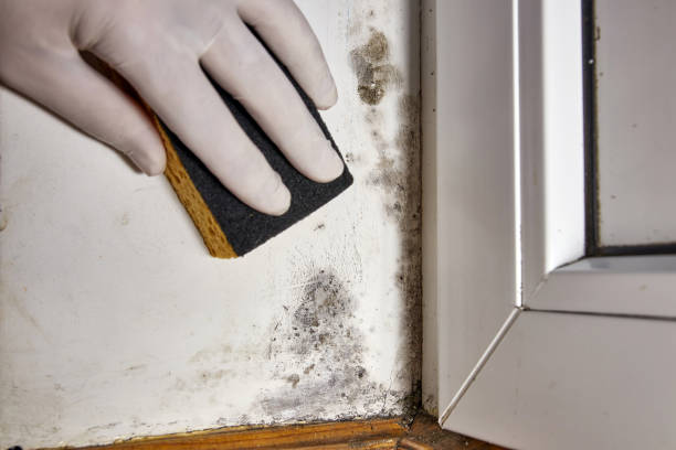 Best Mold Remediation for Healthcare Facilities  in Washington Heights, NY